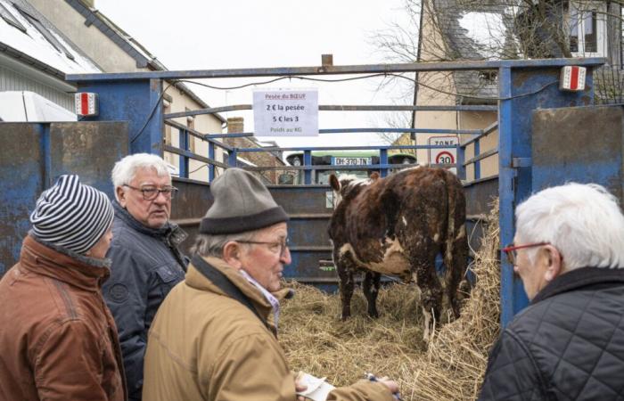 peser le boeuf pour gagner le jackpot