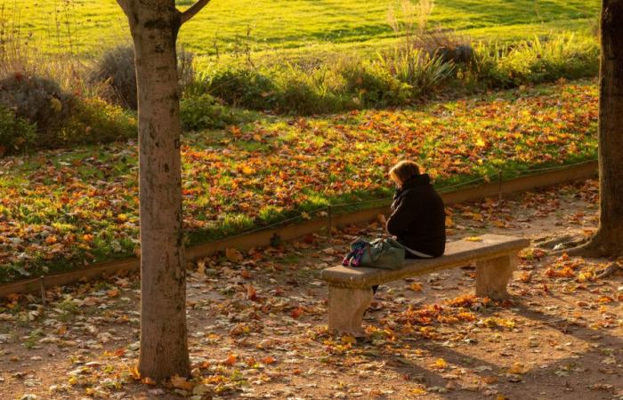 Mais où finissent toutes les pauvres petites feuilles mortes ramassées à Paris ?