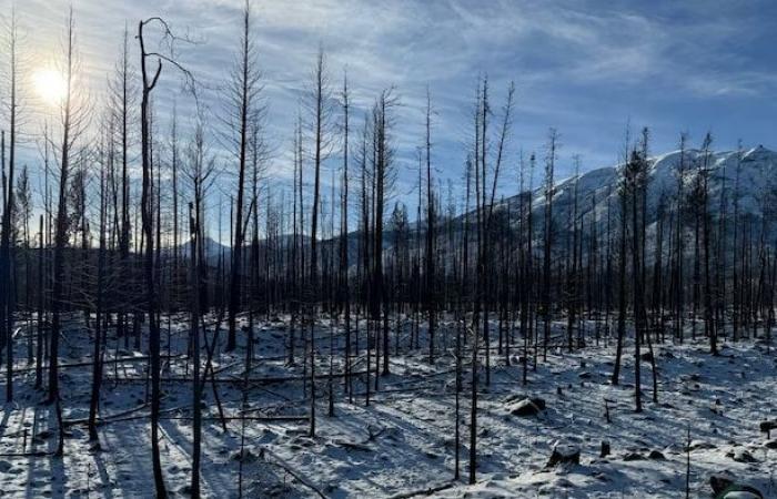 La forêt brûlée de Jasper renaît de ses cendres