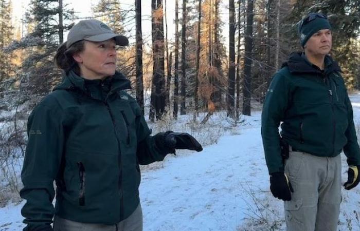 La forêt brûlée de Jasper renaît de ses cendres