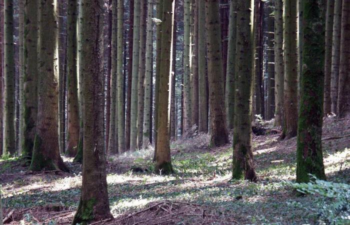 et si vous achetiez une forêt du Jura… aux enchères ? Une vente sans précédent