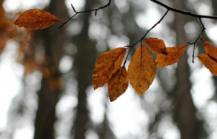 Hausse des températures, vents violents… À quelle météo peut-on s’attendre en ce début de semaine ?