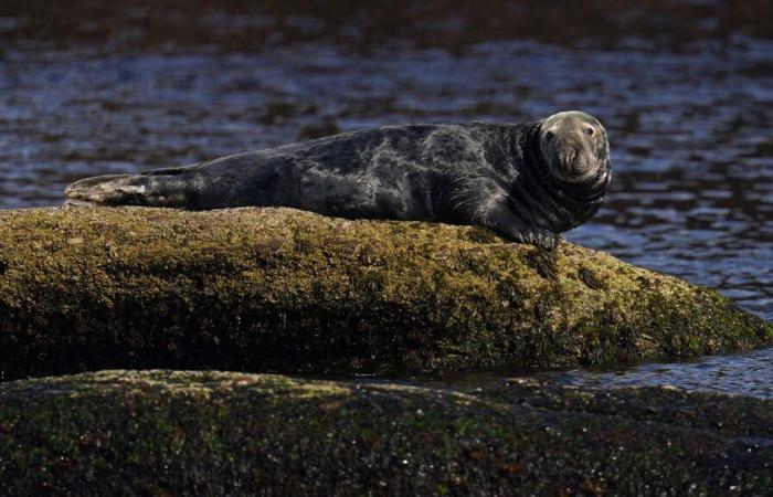 an investigation sheds light on the death of infected seals in Quebec