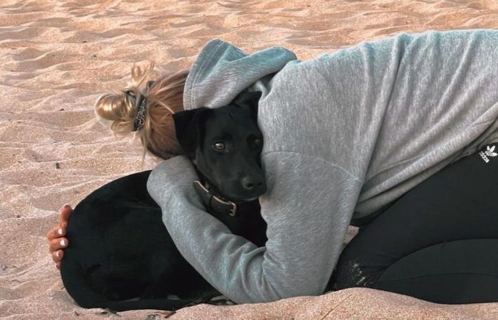 Le chien qui a sauté d’un avion à Charles de Gaulle toujours introuvable malgré de nombreuses recherches