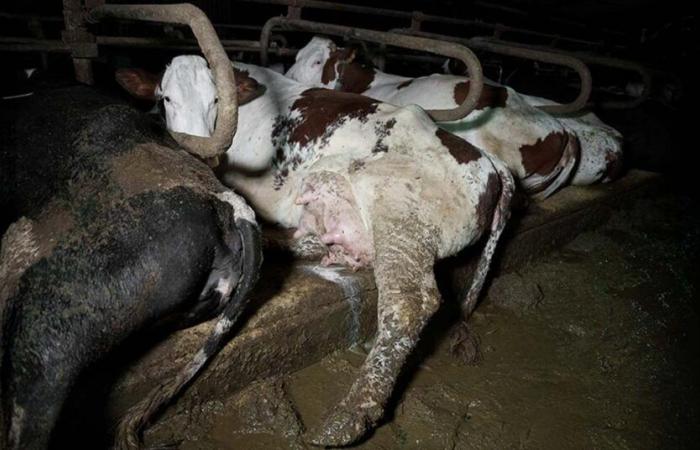 images saisissantes d’une ferme laitière en Haute-Marne