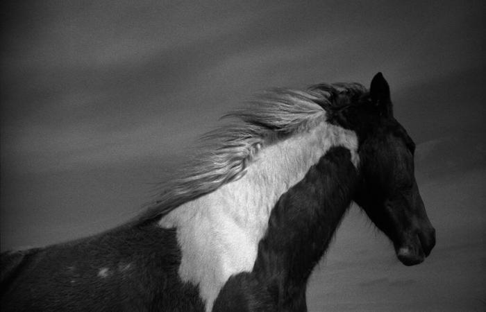 Jane Evelyn Atwood : Chevaux