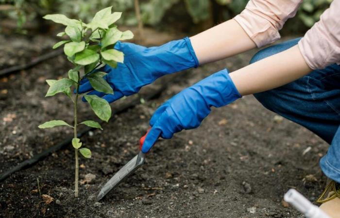 que planter dans mon jardin ?