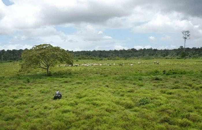 rencontre avec le dieu de la forêt amazonienne