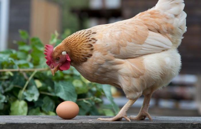 Cette découverte évolutive révèle lequel, l’œuf ou la poule, est apparu en premier ????