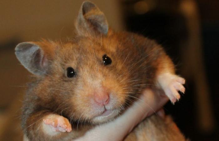 Plus de 130 hamsters se sont échappés d’un avion au sol pendant quatre jours