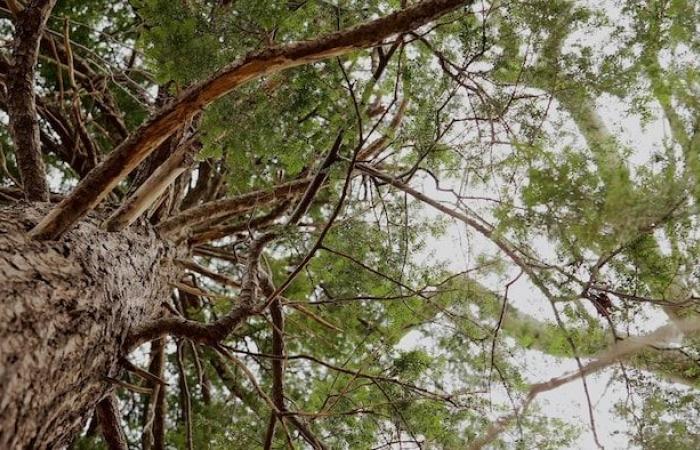 Toits verts ou blancs, arbres et sieste contre les fortes chaleurs