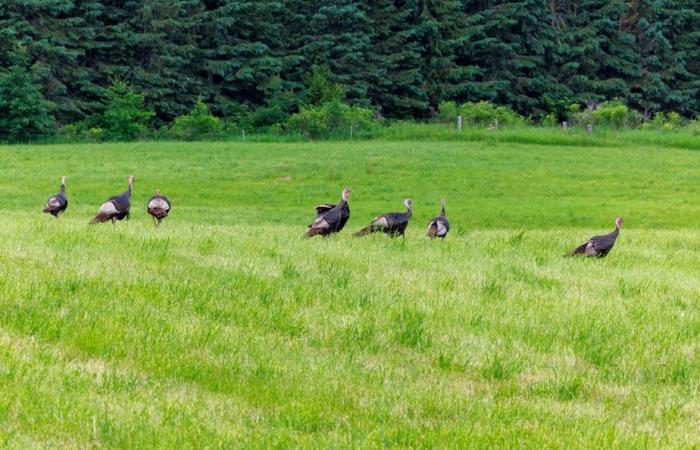 Planète bleue, idées vertes | La ferme aux milliers d’arbres