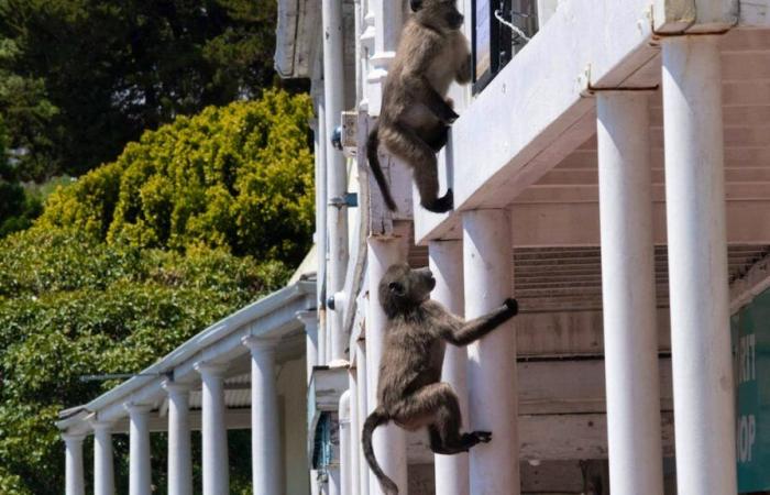 Des babouins espiègles envahissent Cape Town