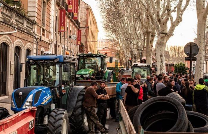 “Préparez vos bacs remplis de plantes”, la mobilisation reprend ce mardi 26 novembre dans les Pyrénées-Orientales