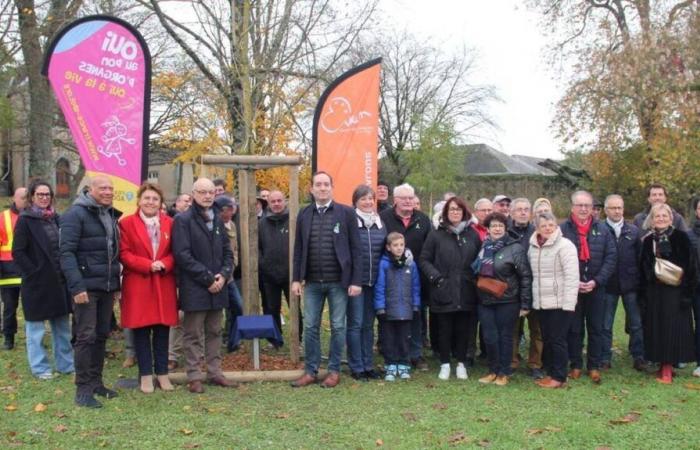 Un arbre « symbole de vie » planté à Évron pour rendre hommage aux donneurs d’organes