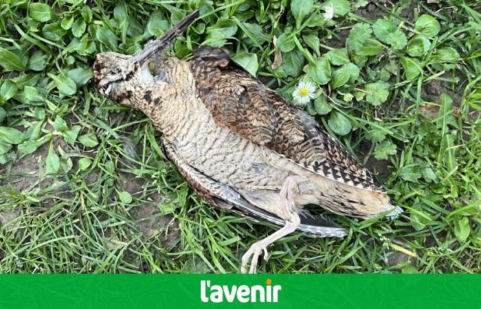 Comment cette bécasse a-t-elle pu mourir au pied de la cathédrale de Tournai ?