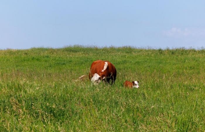 Planète bleue, idées vertes | La ferme aux milliers d’arbres