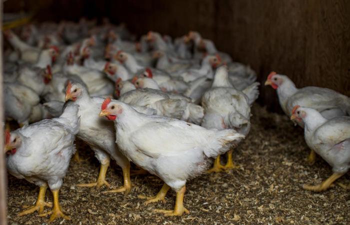 Le retour de la grippe aviaire inquiète les éleveurs de volailles