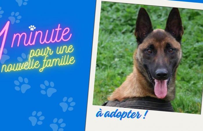 Valou le Malinois recherche une famille sportive et disponible