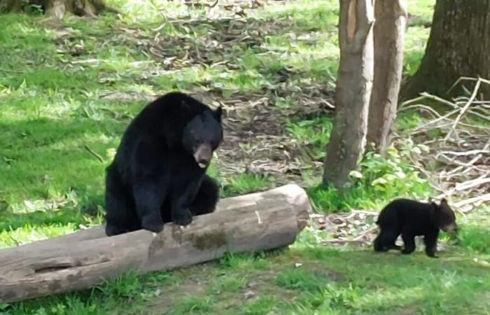 Un affrontement entre deux ours noirs dans un zoo belge provoque la mort de l’un d’eux