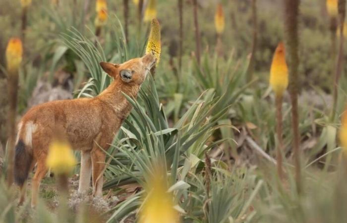 Le carnivore passionné de pollen