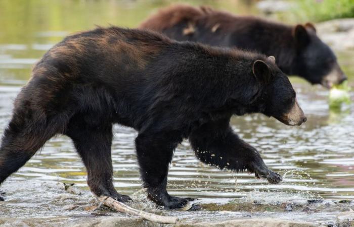 Un ours meurt à Pairi Daiza suite à une bagarre, une zone du parc belge fermée aux visiteurs