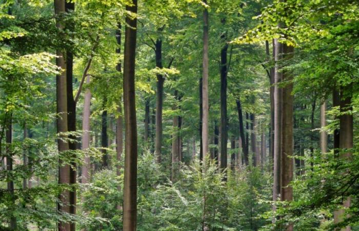 Menacés de disparition dans le sud de la France, les hêtres « migrent » vers le nord – vert.eco