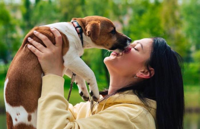 Ne laissez pas un chien vous lécher le visage