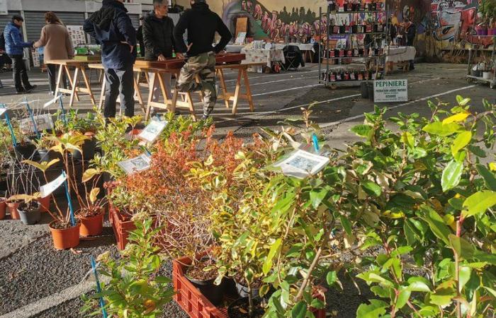 La foire Sainte-Catherine fait toujours un carton à Auch avec les Foyers ruraux du Gers