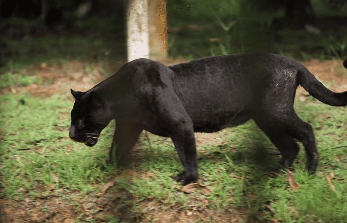 rencontre avec le dieu de la forêt amazonienne