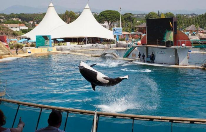 Le parc Marineland d’Antibes veut transférer ses deux dernières orques au Japon