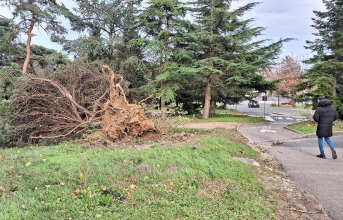 rafales à 140 km/h, accident de poids lourd, chutes d’arbres… La situation à Lyon et dans le Rhône