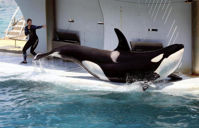 Les orques détenues au parc Marineland d’Antibes ont fait l’objet d’une demande de transfert vers le Japon