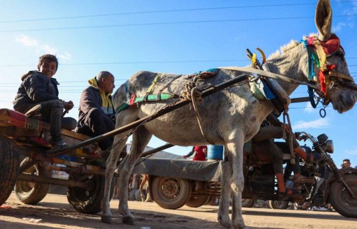 des ânes aident les habitants à survivre à la guerre