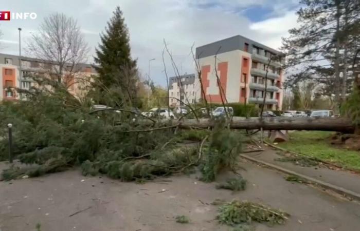 Arbres tombés, toitures arrachées… les images des dégâts près de Lyon