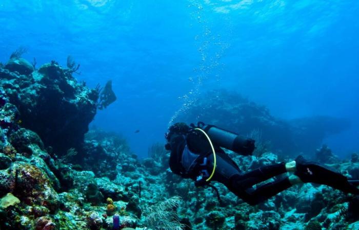 La découverte de cette immense créature marine donne de l’espoir pour la planète