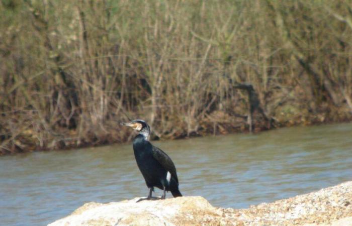 le préfet autorise des tirs ciblés contre les grands cormorans, fléau des pisciculteurs de la Brenne