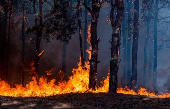 Le Plan de lutte contre les incendies de forêt de Cantabrie sera doté de plus de 8,4 millions en 2025