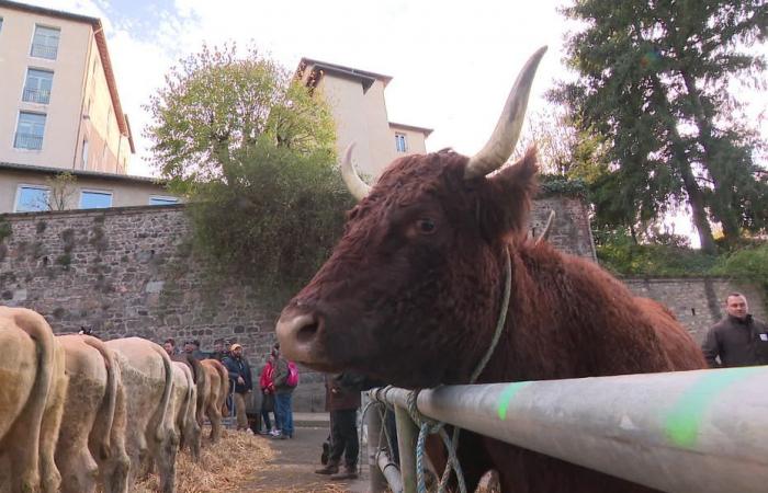 « Les jeunes achètent leurs animaux sur leur téléphone portable ! Du Moyen Âge à l’ère numérique, la Foire Sainte-Catherine à Saint-Galmier