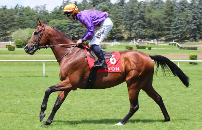 Quinté du mardi 26/11/24 à Deauville : Bosioh peut continuer