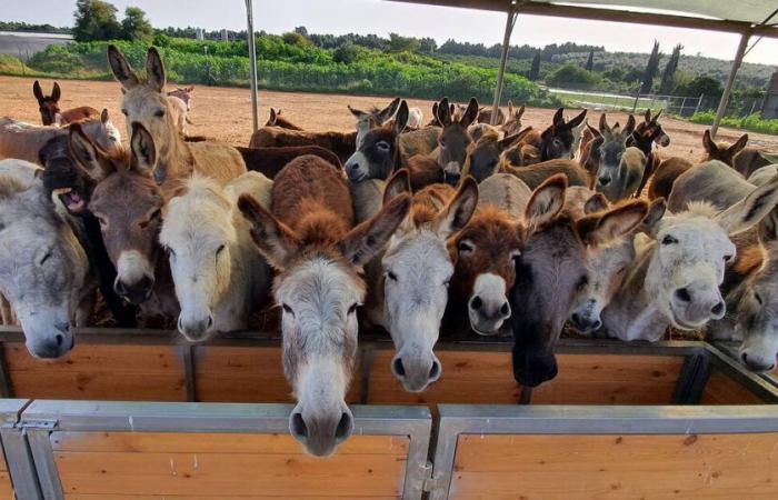 En Israël, un refuge pour animaux plein à craquer – Libération