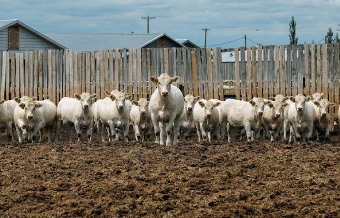 Les prix du bœuf atteignent des niveaux records