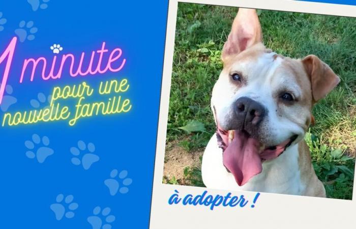 Adoptez Lascar : un cœur tendre sous une apparence imposante