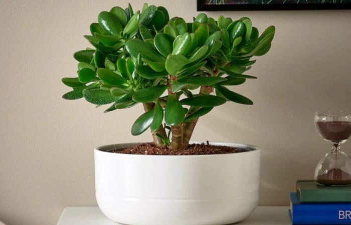 Ce mini arbre de jade IKEA peut vous rendre très riche