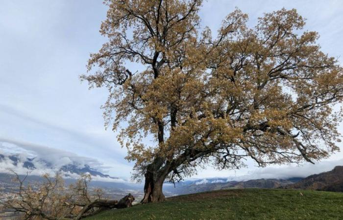 Le célèbre chêne de Venon fortement endommagé par la tempête Bert