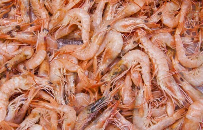 Rappel de crevettes contaminées par des bactéries « mangeuses de chair » et vendues chez Monoprix