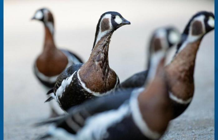 La deuxième oie meurt de la grippe aviaire au zoo de Woodland Park