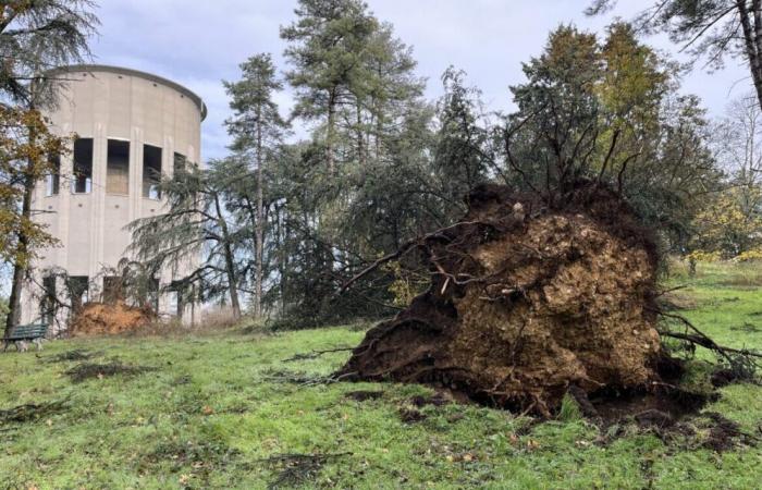 Des dégâts impressionnants et historiques au parc de Parilly près de Lyon