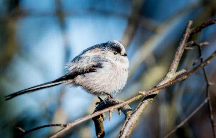 Exposition « Trésors de la nature lucernoise » à l’Hôtel de Ville