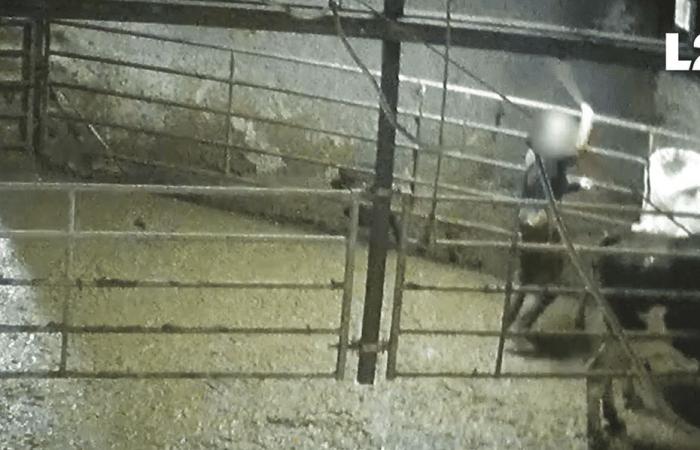 VIDÉO. Une ferme laitière en Haute-Marne épinglée par L214 pour maltraitance animale et communication trompeuse